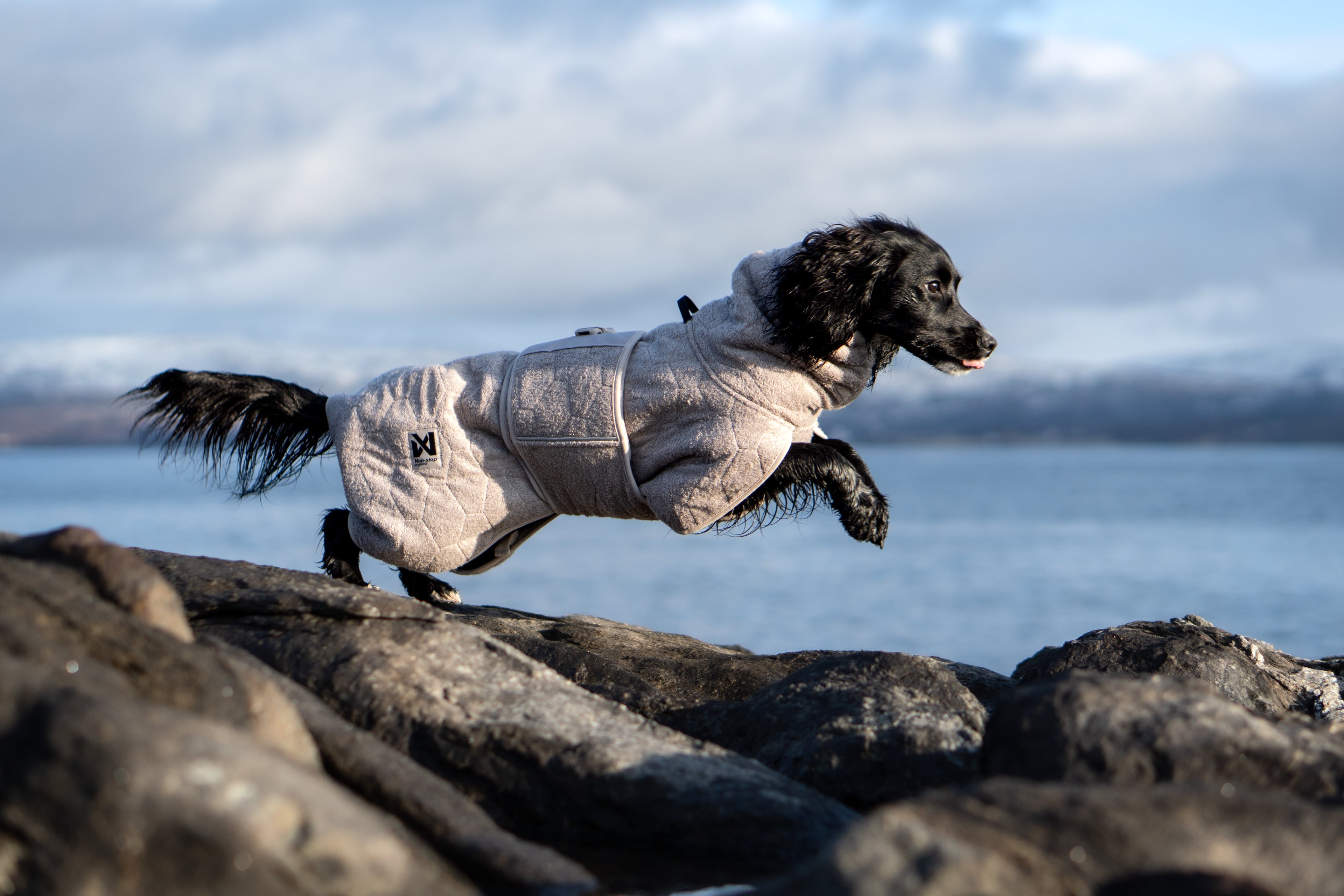 Dog Coats