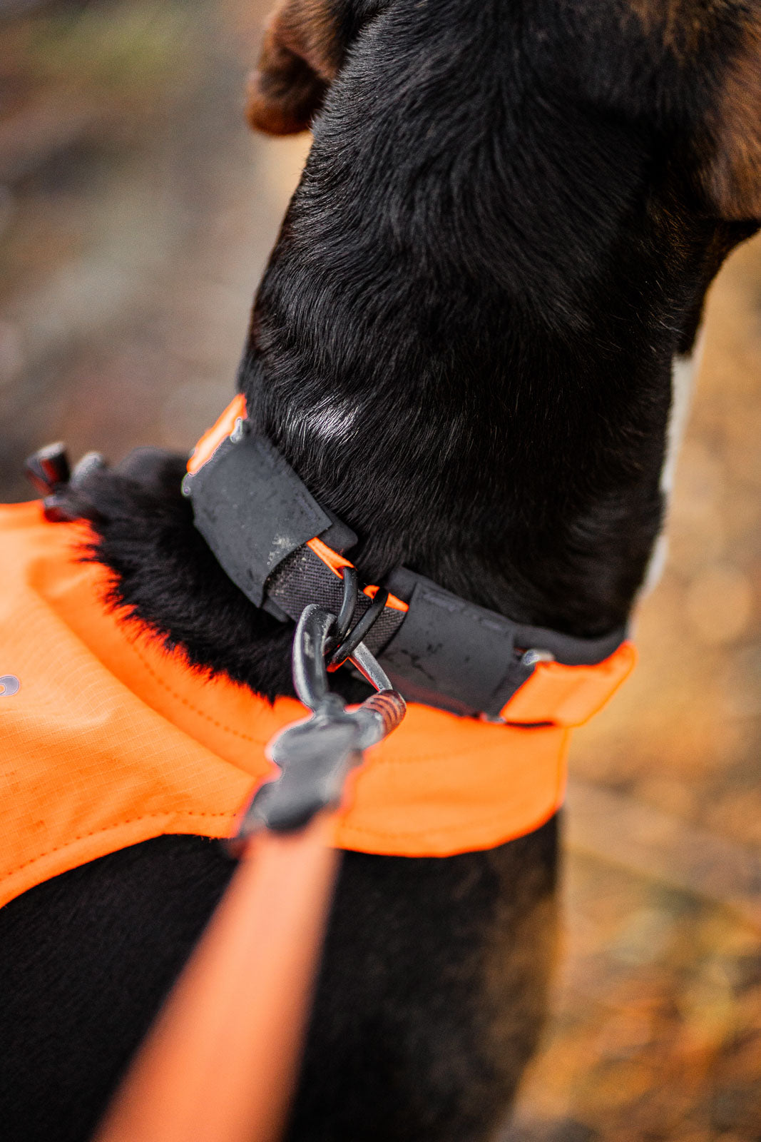 Collars and Leads