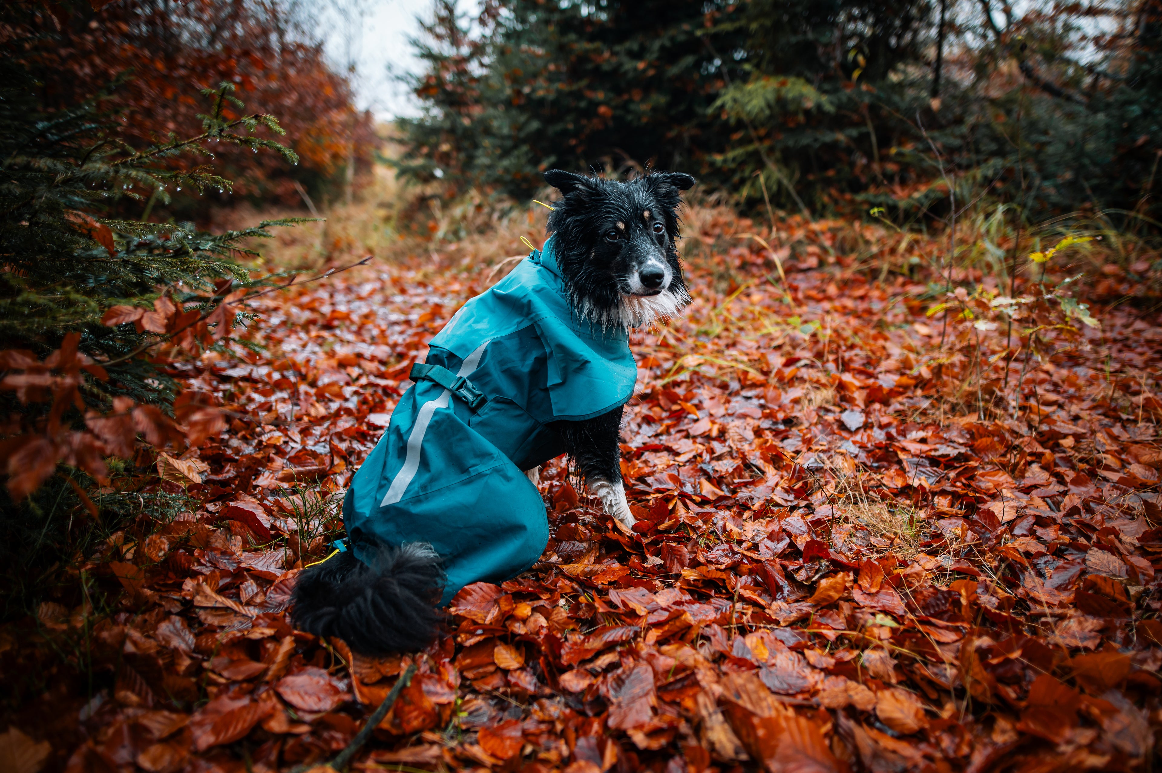 Fjord Raincoat 2.0