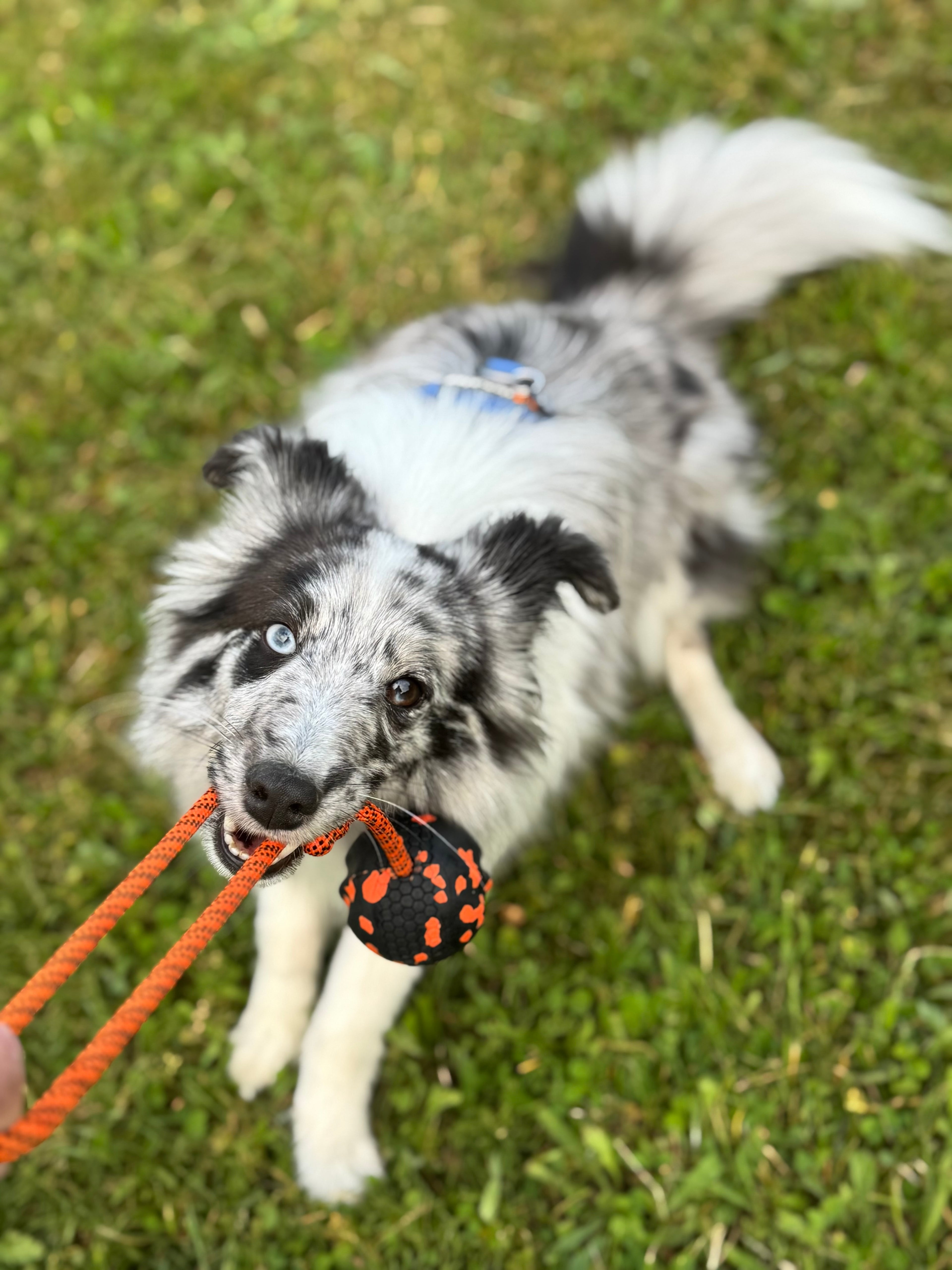 Dog ball on rope - Large