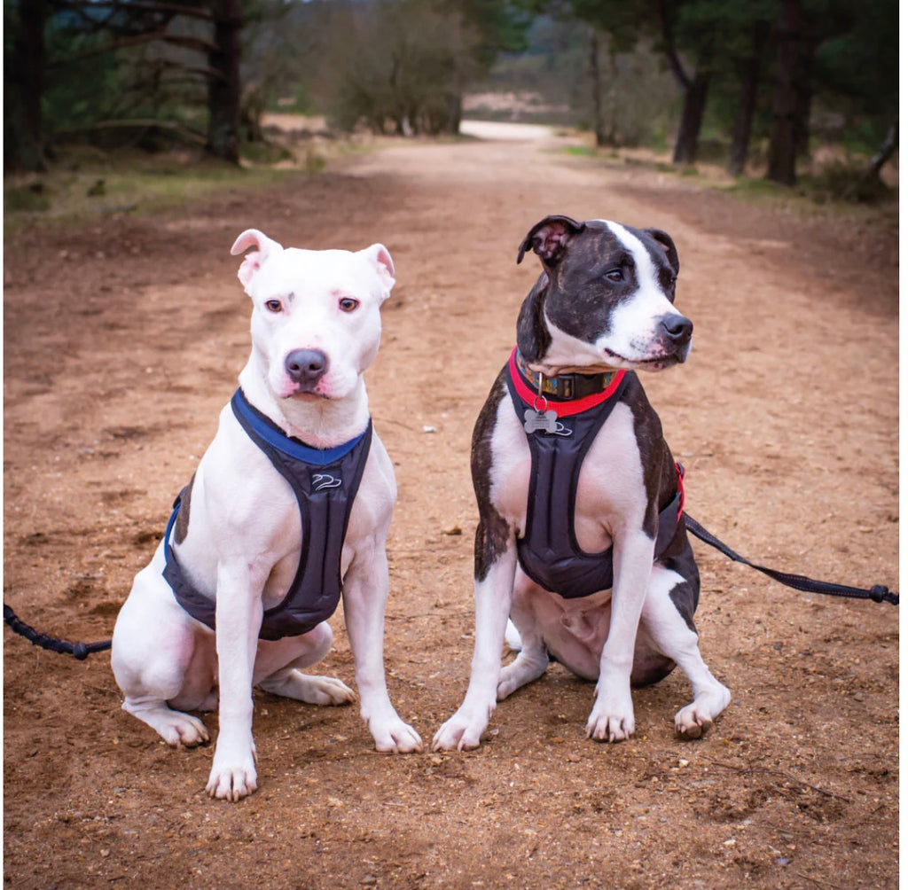 Pre-Loved Dogfit Short harness