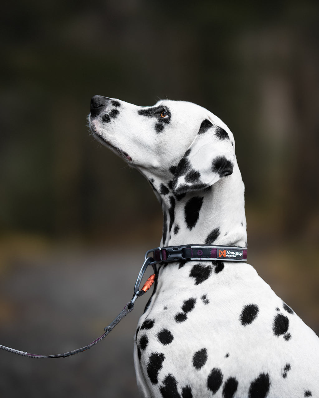 Roam Collar
