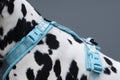 Trekking line harness CLIP'N™