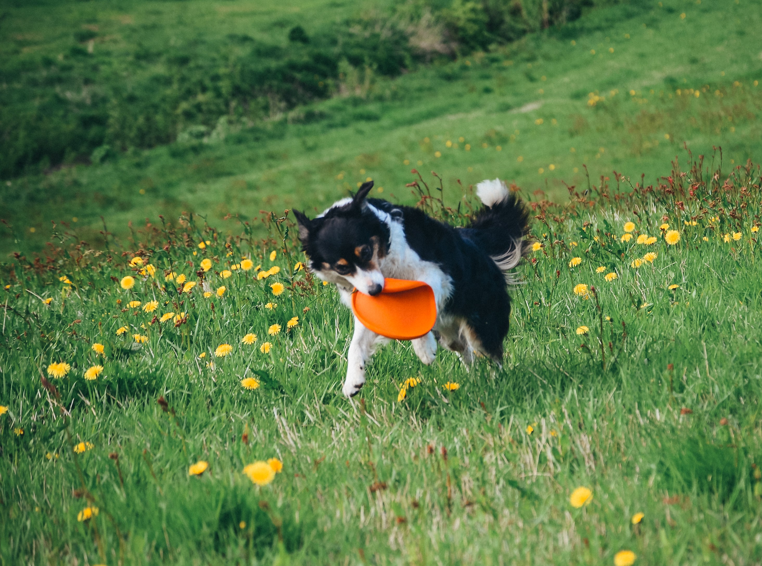 Flying Disc