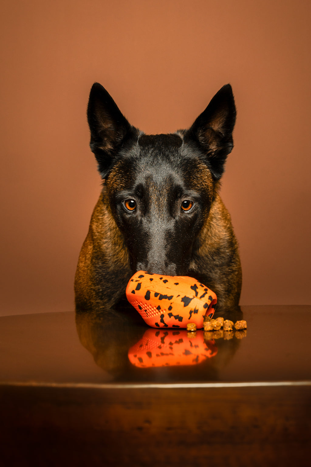 Toy and Bowl Bundle