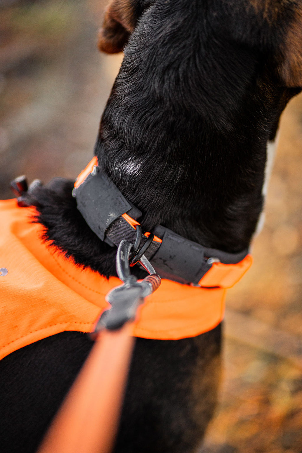 Protector Collar